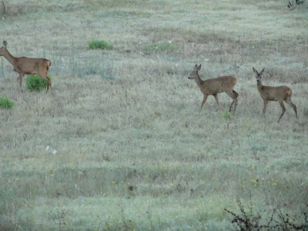 הוילה ריוטורטו Agriturismo Bronzivalle