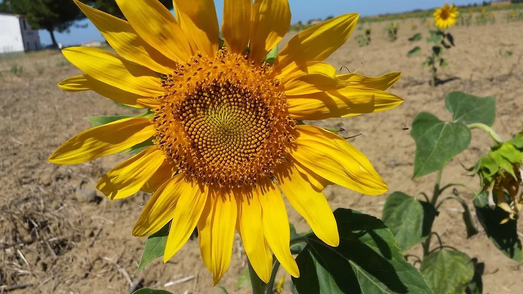 הוילה ריוטורטו Agriturismo Bronzivalle בית חווה